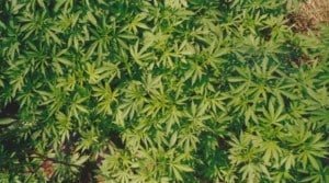Bhang Cannabis