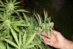cannabis trocknen