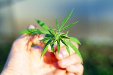 gärtner für marihuana