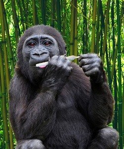 Cannabisprodukte für Haustiere