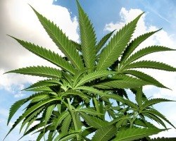 Cannabis Legalisierung in &Ouml;sterreich