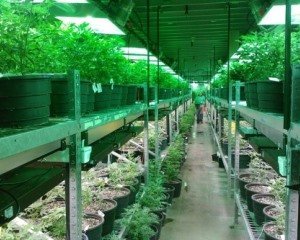 Cannabis schafft Arbeitsplätze in den USA. Cannabis schafft Arbeitsplätze