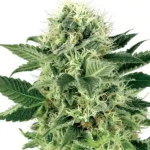 Northern Lights Hanfsamen