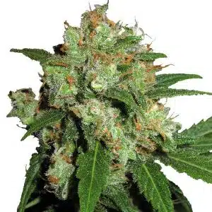 Skunk Hanfsamen Skunk Hanfsamen
