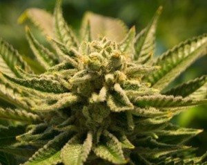 Wie schaffst du es, Dir große Gras Buds zu züchten? große Gras Buds