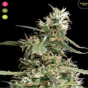 Arjan’s Ultra Haze #1