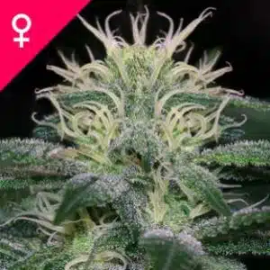 WSS Skunk