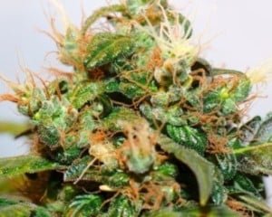 Autoflowering Seeds