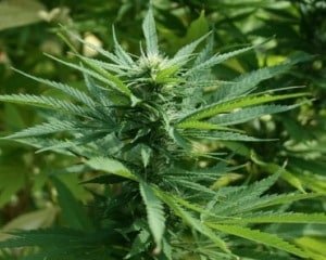 Horrorhaus in H&ouml;xter