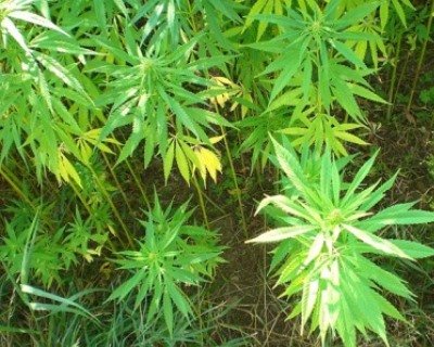 Gr&ouml;&szlig;ter Cannabisbauer