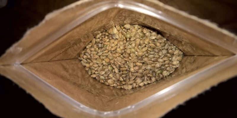 Cannawelt Bio Hanfsamen ungesch&auml;lt