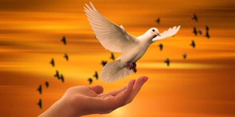 Cannabis Legalisierung in Kanada