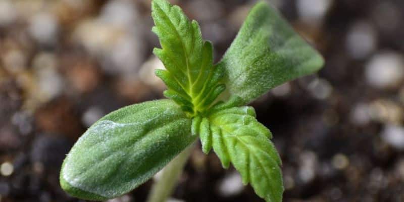 Bewässerung von Cannabis