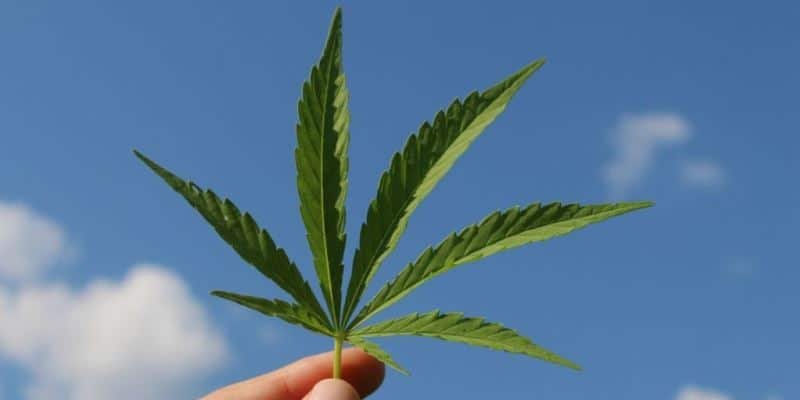 K&ouml;rperaktives Cannabis