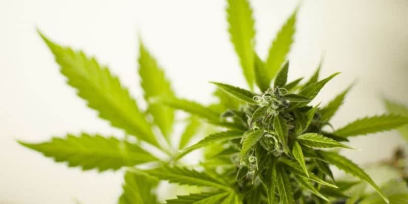 Anbaulizenzen für Cannabis