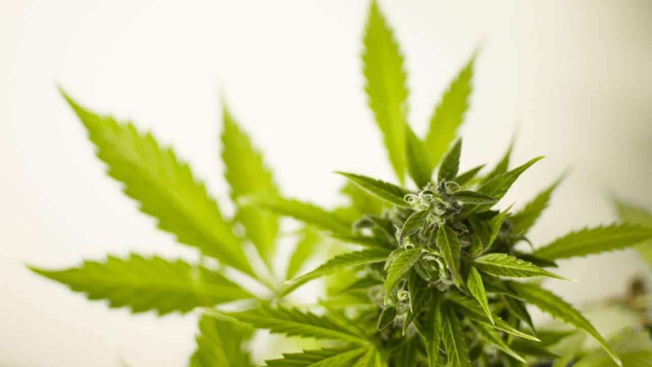 We've raised a generation of degenerate Boderliners!