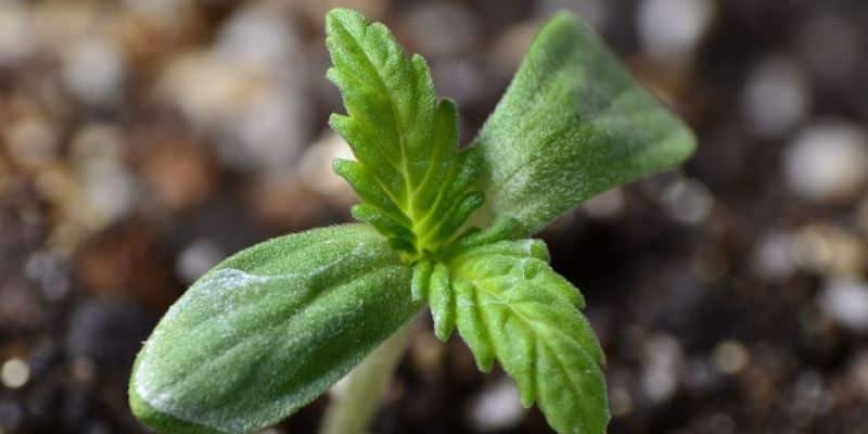 Cannabis Gewächshaus