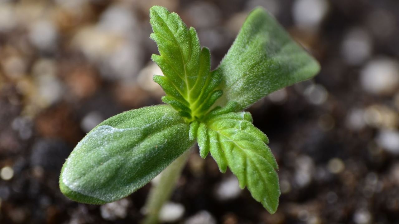 Cannabis Gewächshaus