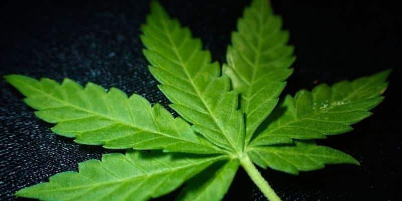 Cannabis für Deutschland