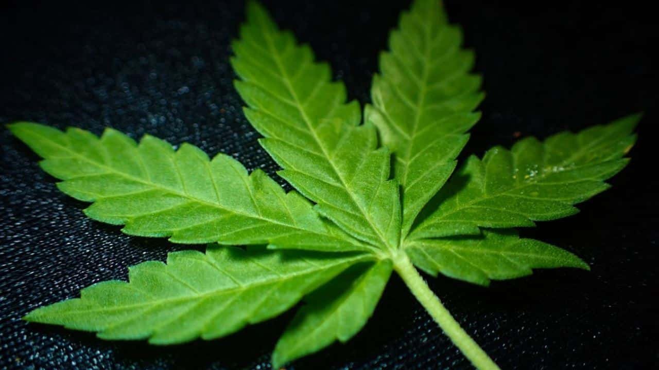 Cannabis f&uuml;r Deutschland