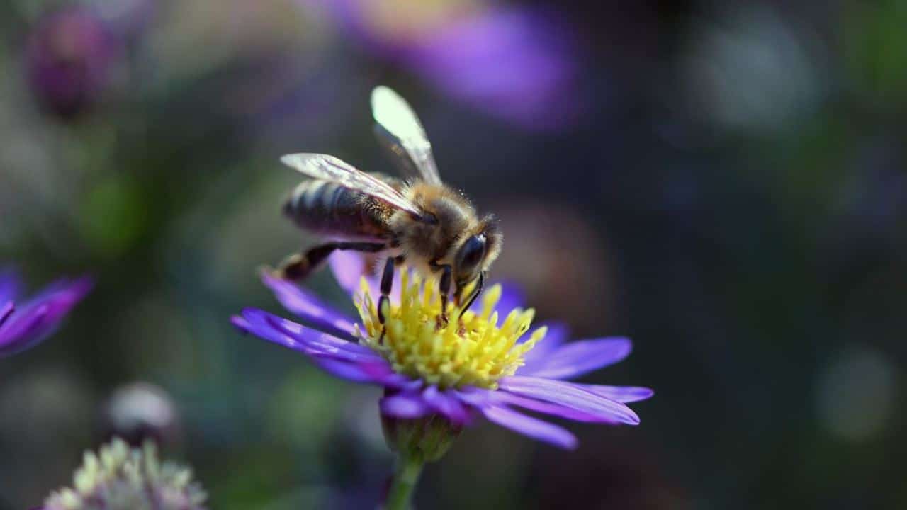 Nutzhanf Bienensterben