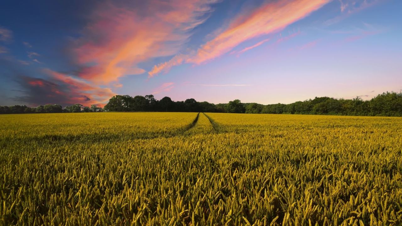 Anbautechniken der Landwirtschaft