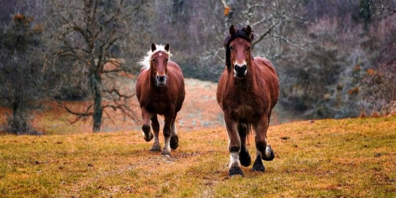 Cannabis für Pferde