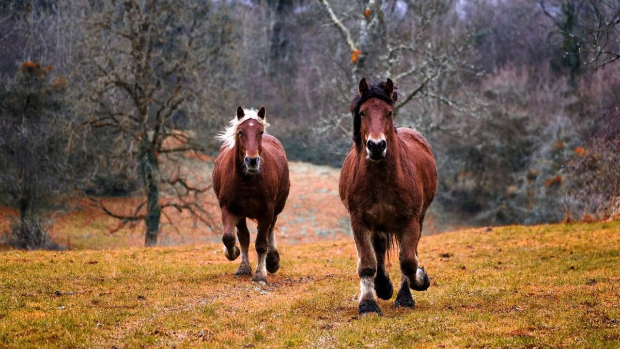 Cannabis f&uuml;r Pferde