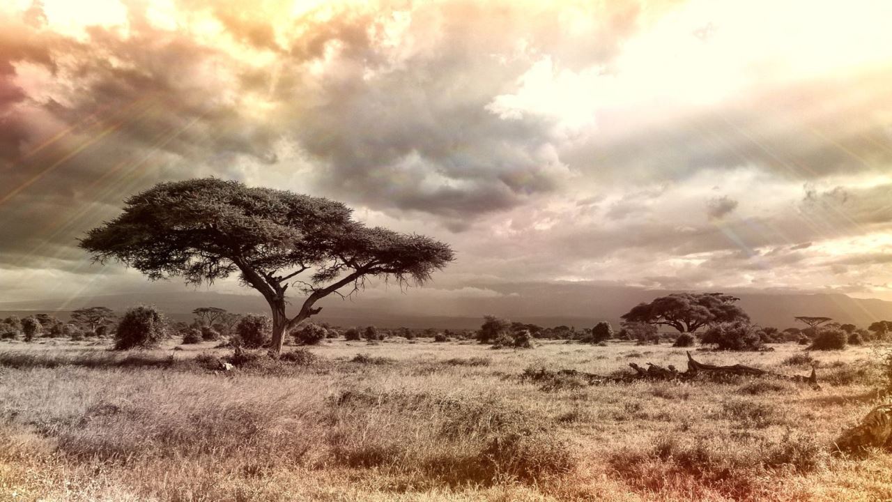 Cannabis in Afrika - Symbolbild