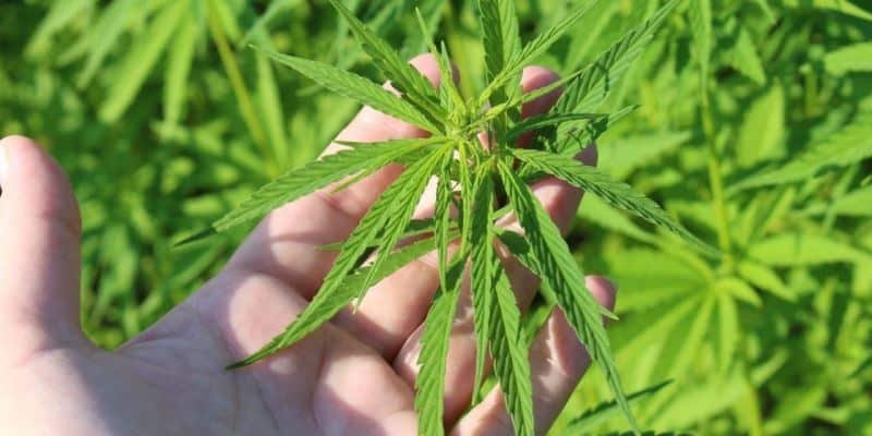 Lizenzen für Cannabis Anbau
