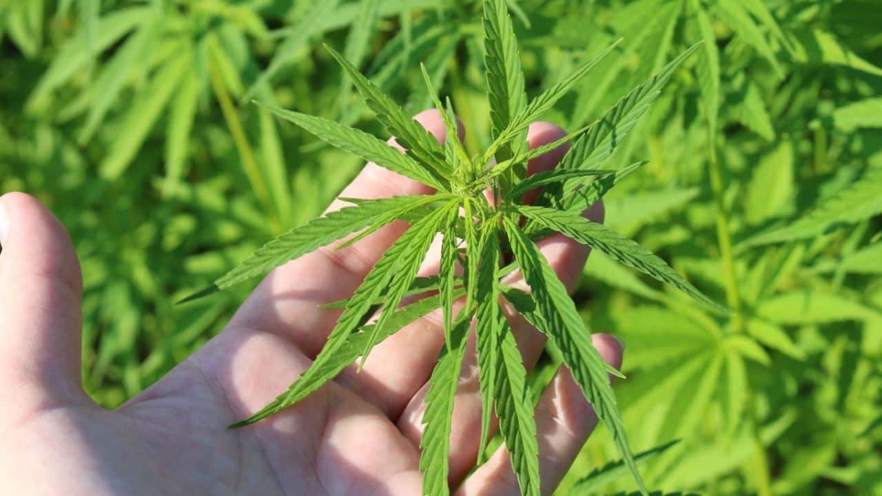 Lizenzen für Cannabis Anbau