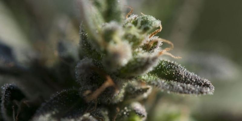 Universität Hohenheim Cannabis