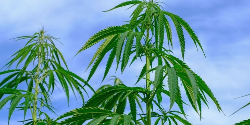 Cannabis Anbau für Coffeeshops