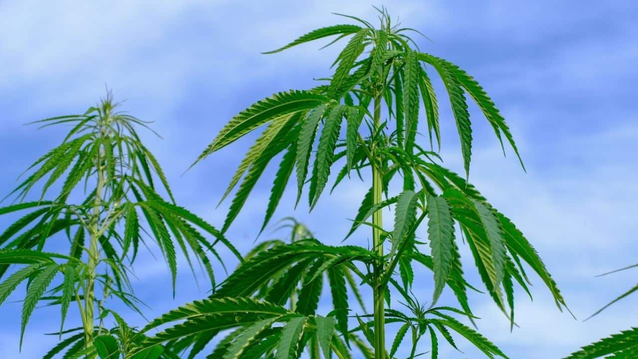 Cannabis Anbau f&uuml;r Coffeeshops