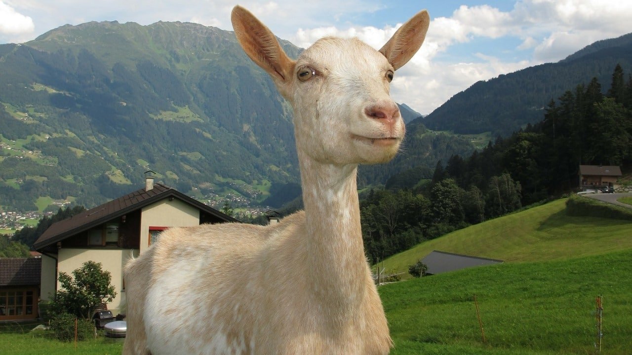 Cannabis Legalisierung in Österreich