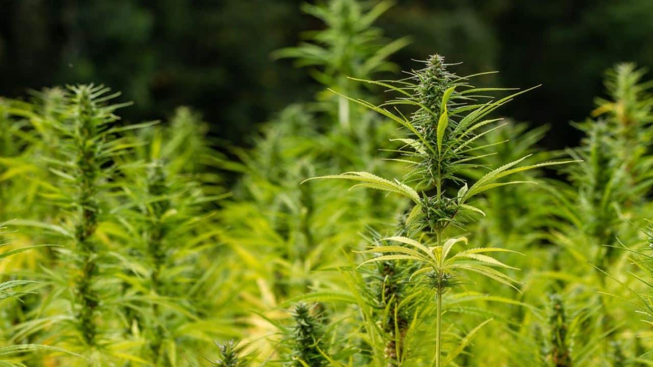 Cannabis Anbau und Wetterschutz