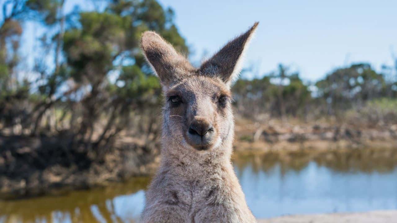 Cannabisimport aus Australien