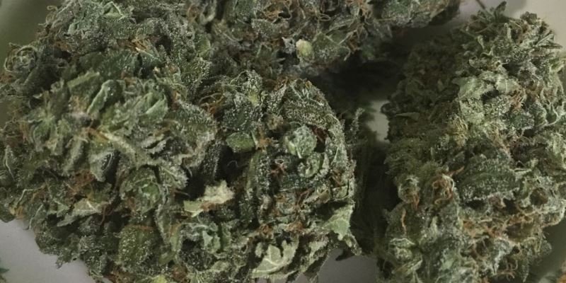 lokale Hanfgeschäfte