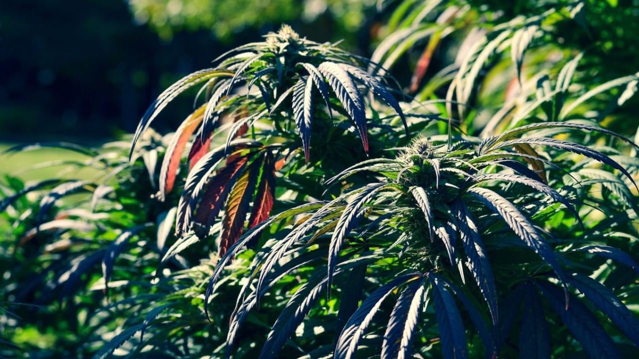 Cannabis eine Europ&auml;ische Kulturpflanze