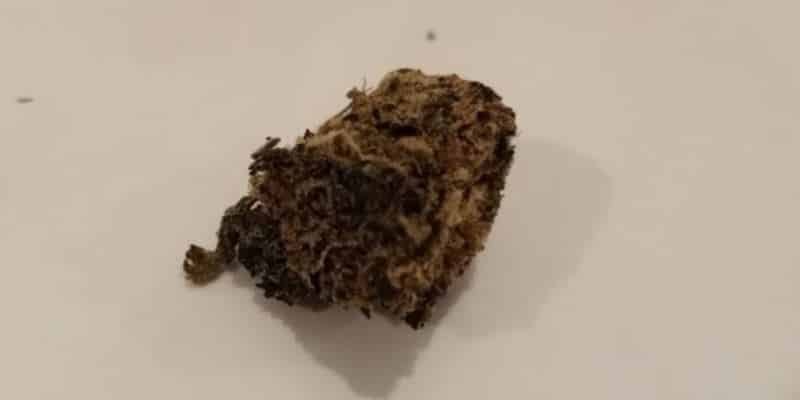 Cannabis und Bioverfügbarkeit