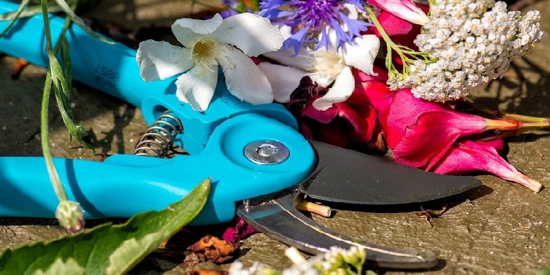 Marihuana-Blätter Verschnitt