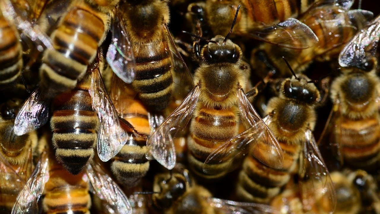 Nutzhanf Bienensterben