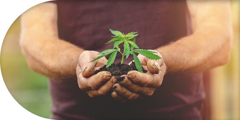 Cannabis Anbau - alle Infos für den Grow - THC.Guide