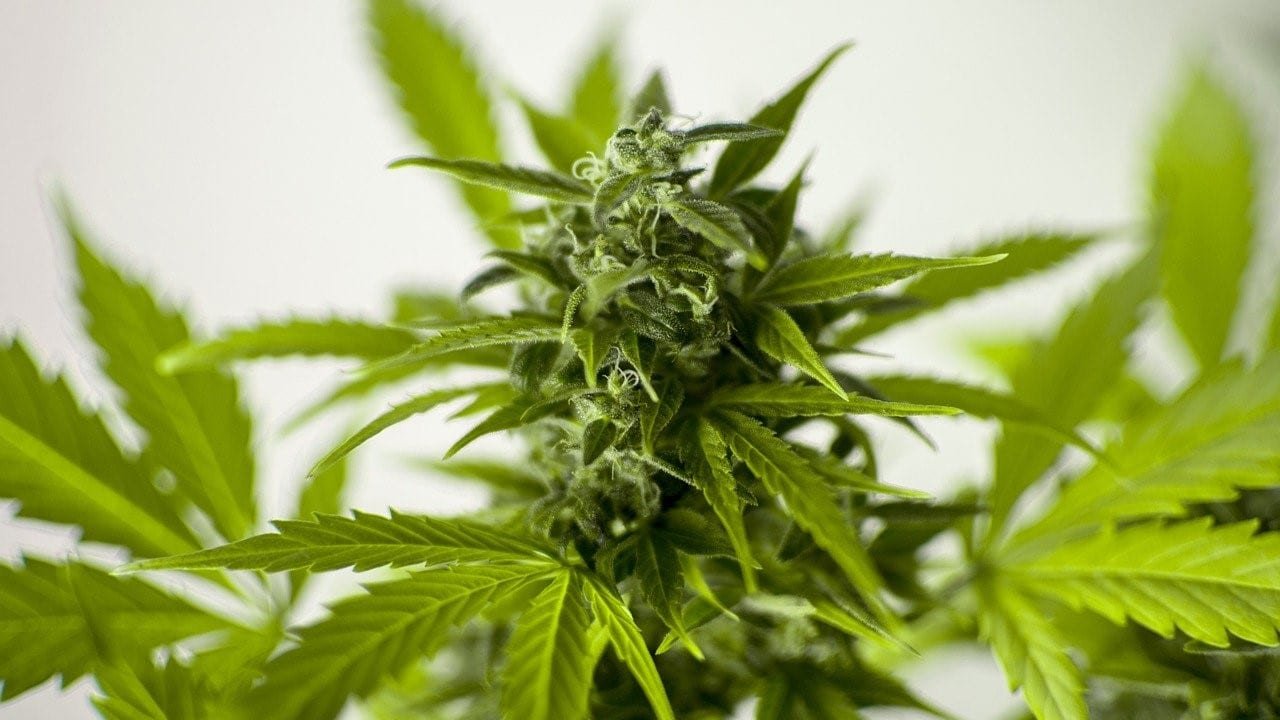 G&ouml;ring-Eckhardt Gr&uuml;nen Cannabis