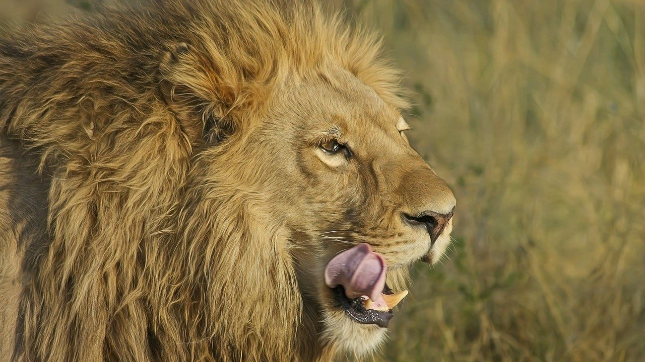 S&uuml;dafrika Cannabis