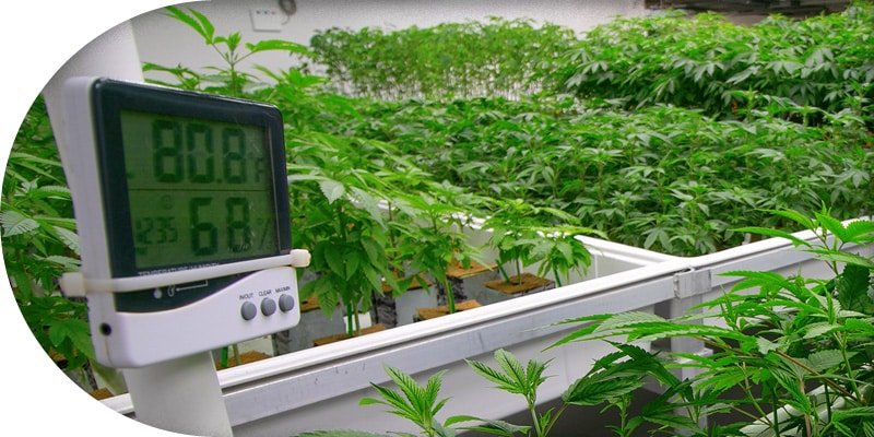 Belüftung beim Cannabis Indoor Growing Belüftung beim Cannabis Indoor Growing