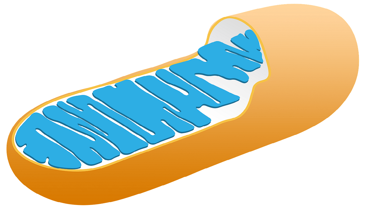 CBD-Öl Mitochondrien