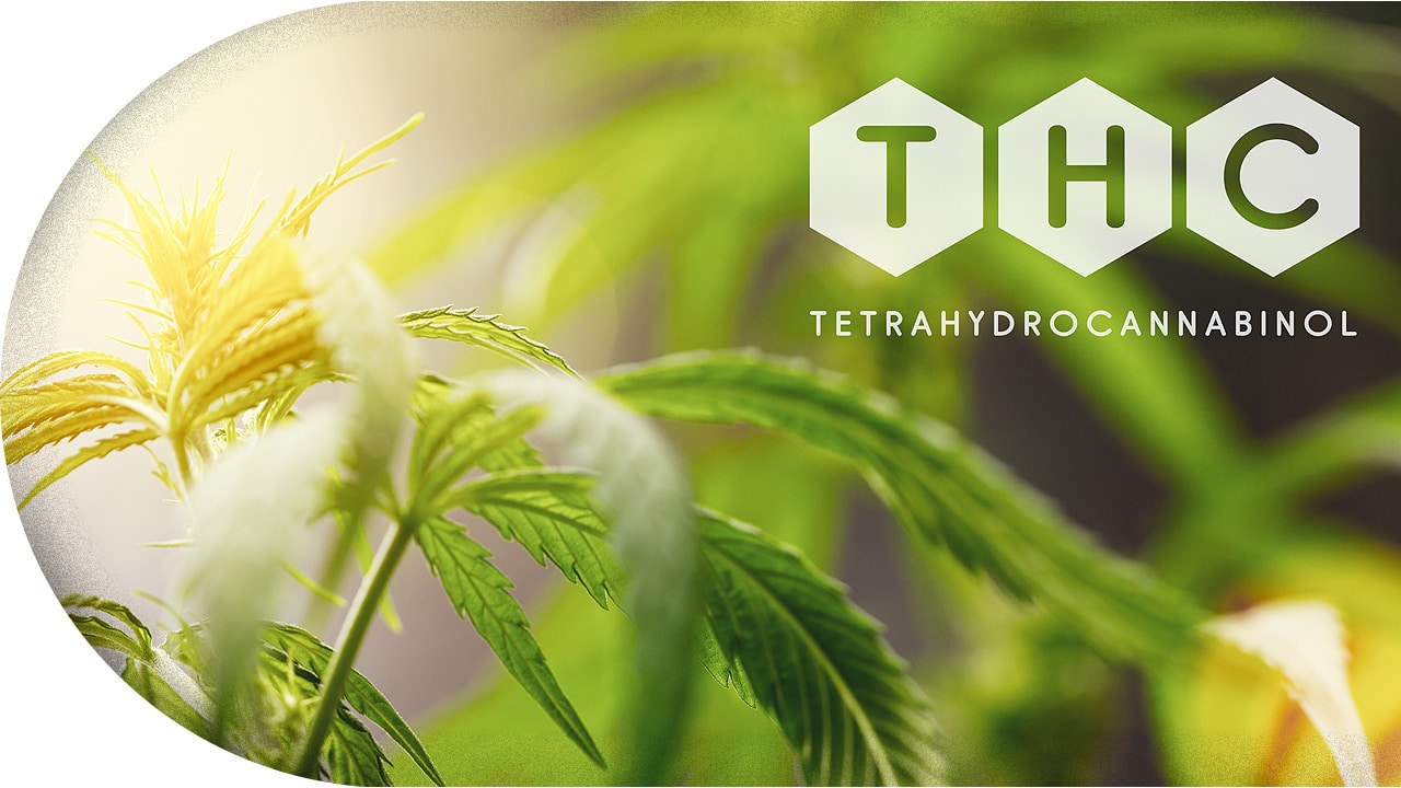 THC – Alles über Tetrahydrocannabinol | THC.guide