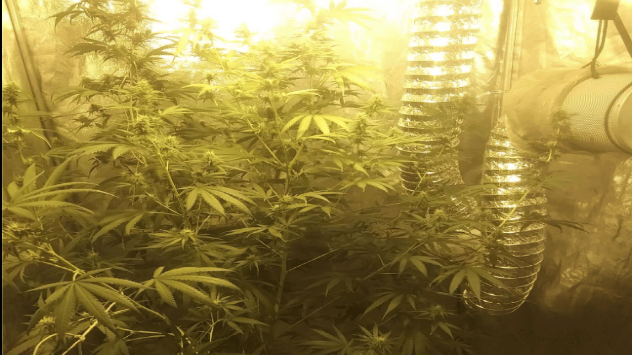 Indoor Cannabis Umweltbilanz