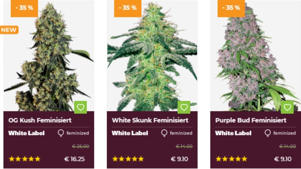 Hanfsamen Kaufen Deutschland – Cannabis Seeds Ratgeber Thc Guide